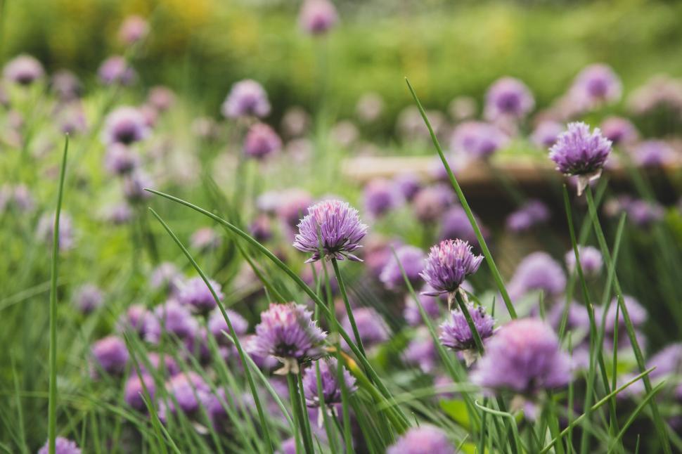 Free Image of Field of lush green grass with blooming purple chive flowers 