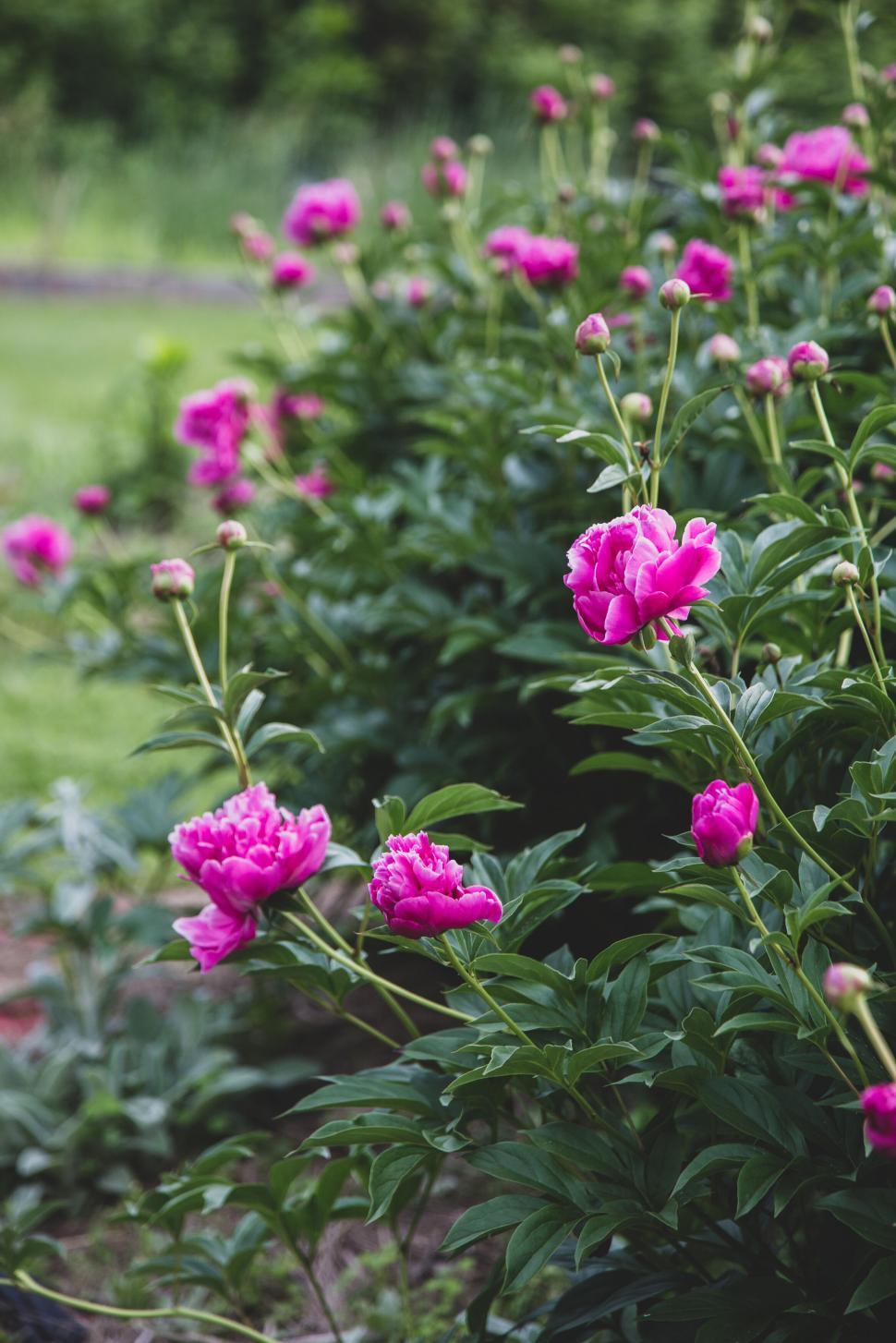 Free Image of Beautiful pink peonies blooming in a lush green garden 