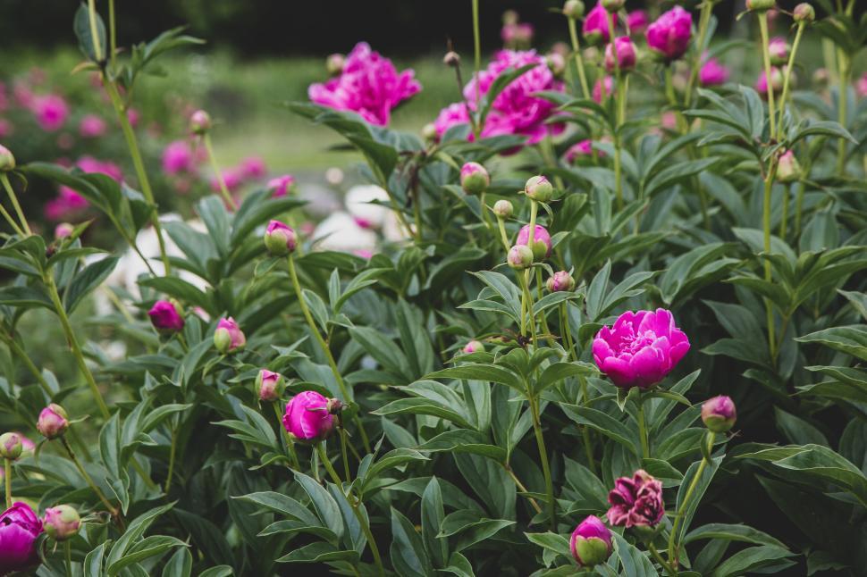 Free Image of Lush green garden with blooming vibrant pink peonies 