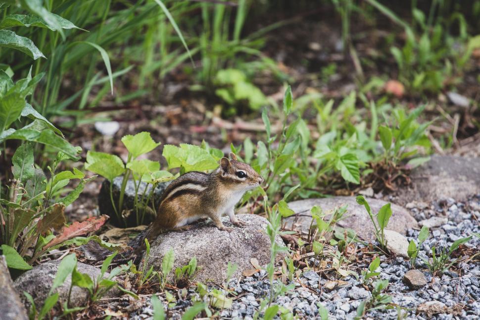 Free Image of Small chipmunk on rocks surrounded by green plants. 