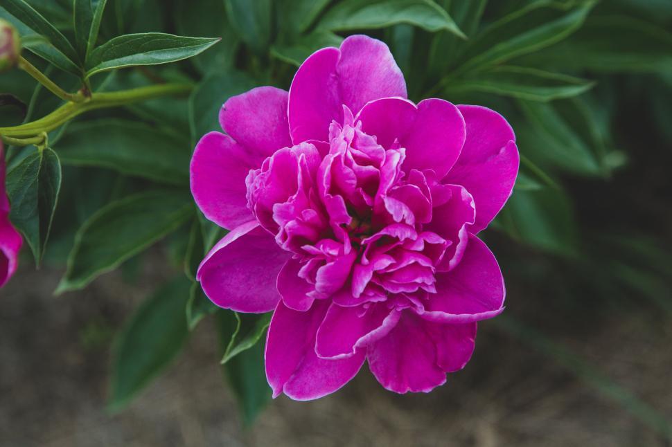 Free Image of Bright pink peony flower with lush green leaves visible. 