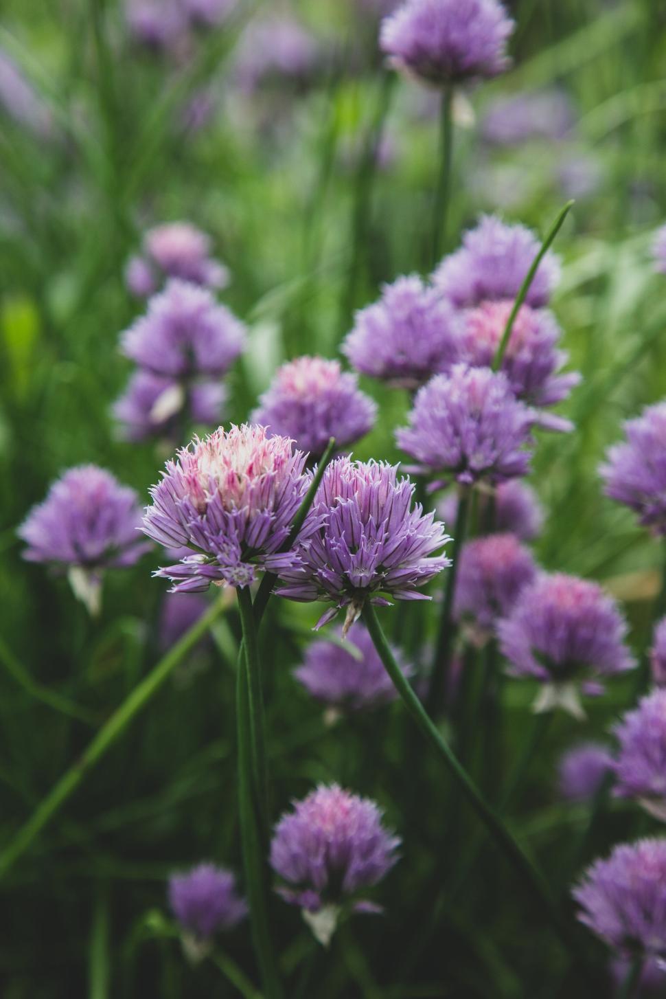 Free Image of Group of purple chive flowers in full bloom in garden. 