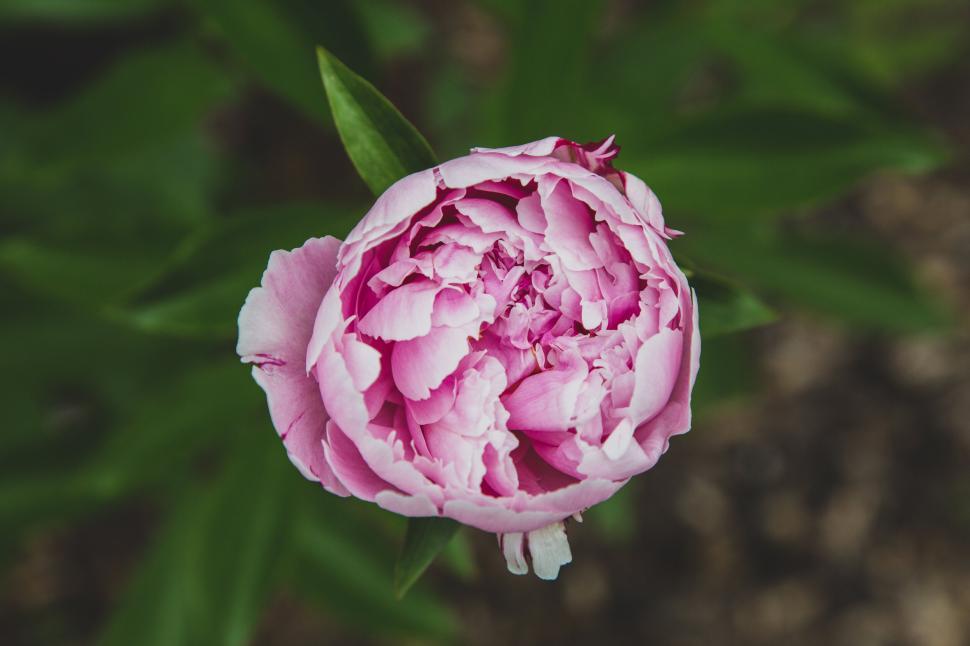 Free Image of Pale pink peony flower against a background of green. 