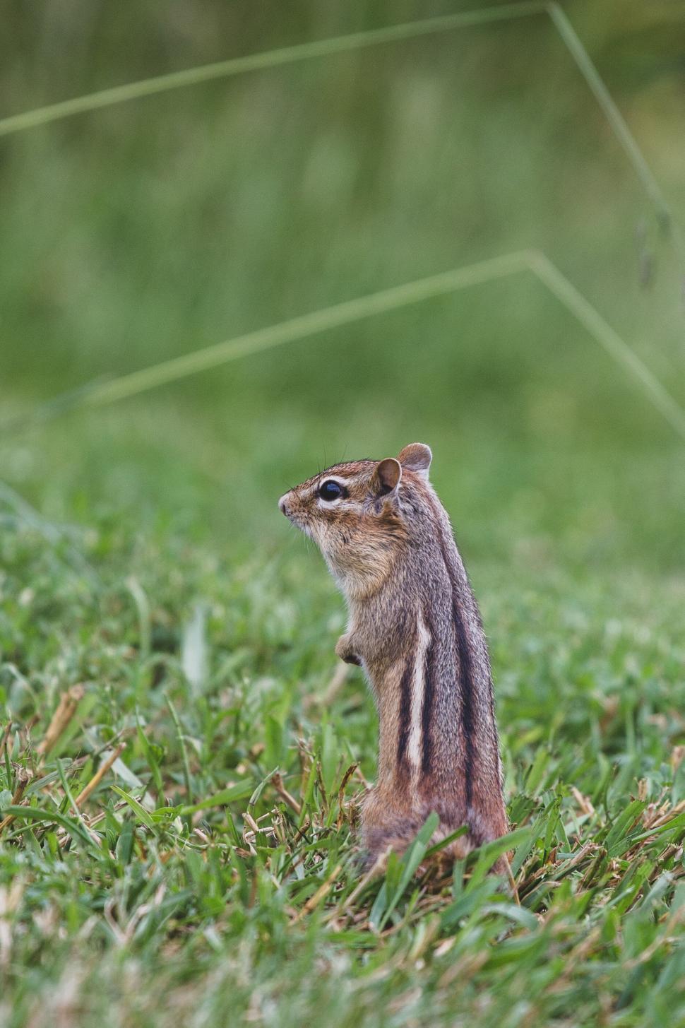 Free Image of Chipmunk standing alert in green grass, side view. 