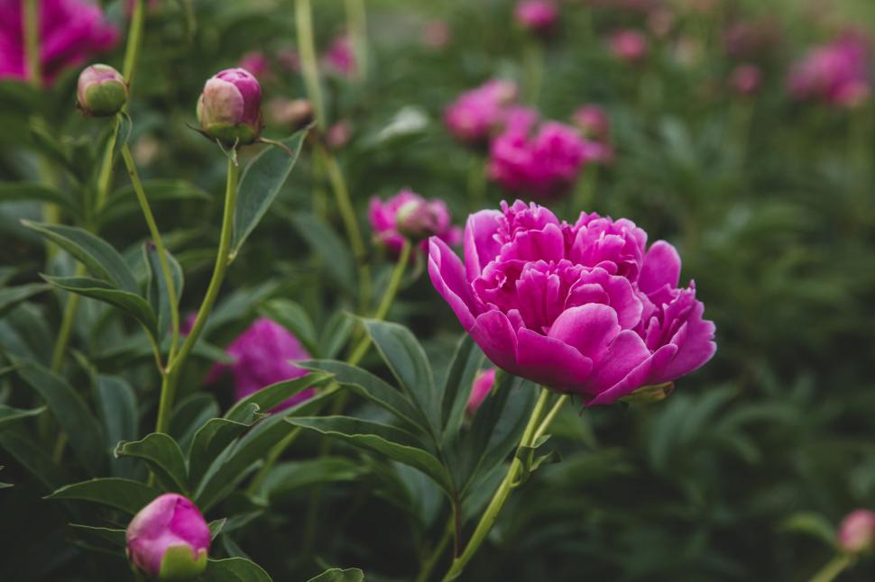 Free Image of Vibrant pink peony flowers blooming in the garden. 