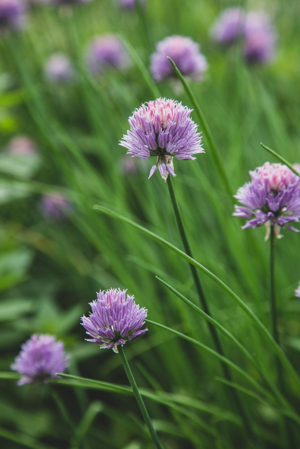 Free Image of Purple chive flowers with tall green stems, close-up. 