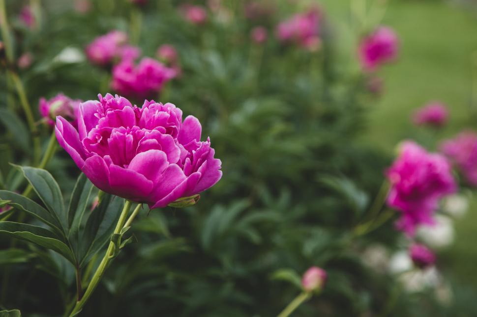 Free Image of Vibrant pink flower blooming amidst green foliage outdoors. 