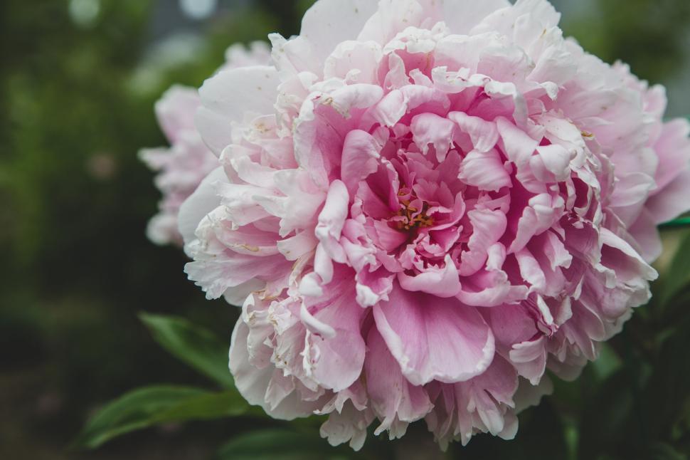 Free Image of Soft pink flower with intricate petals in close-up view. 