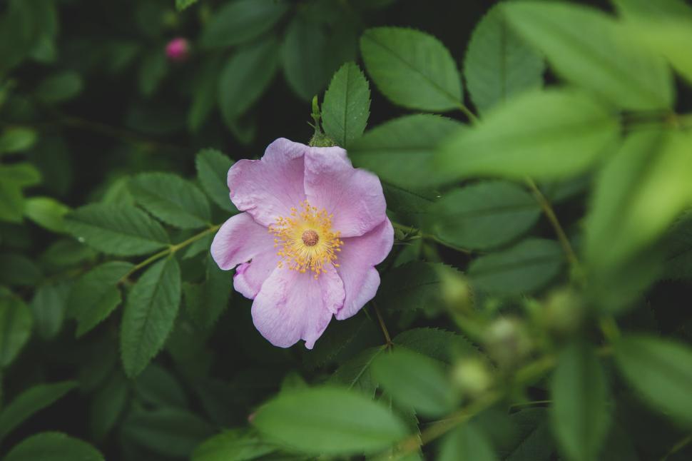 Free Image of Close-up of a single pink flower amidst green foliage 