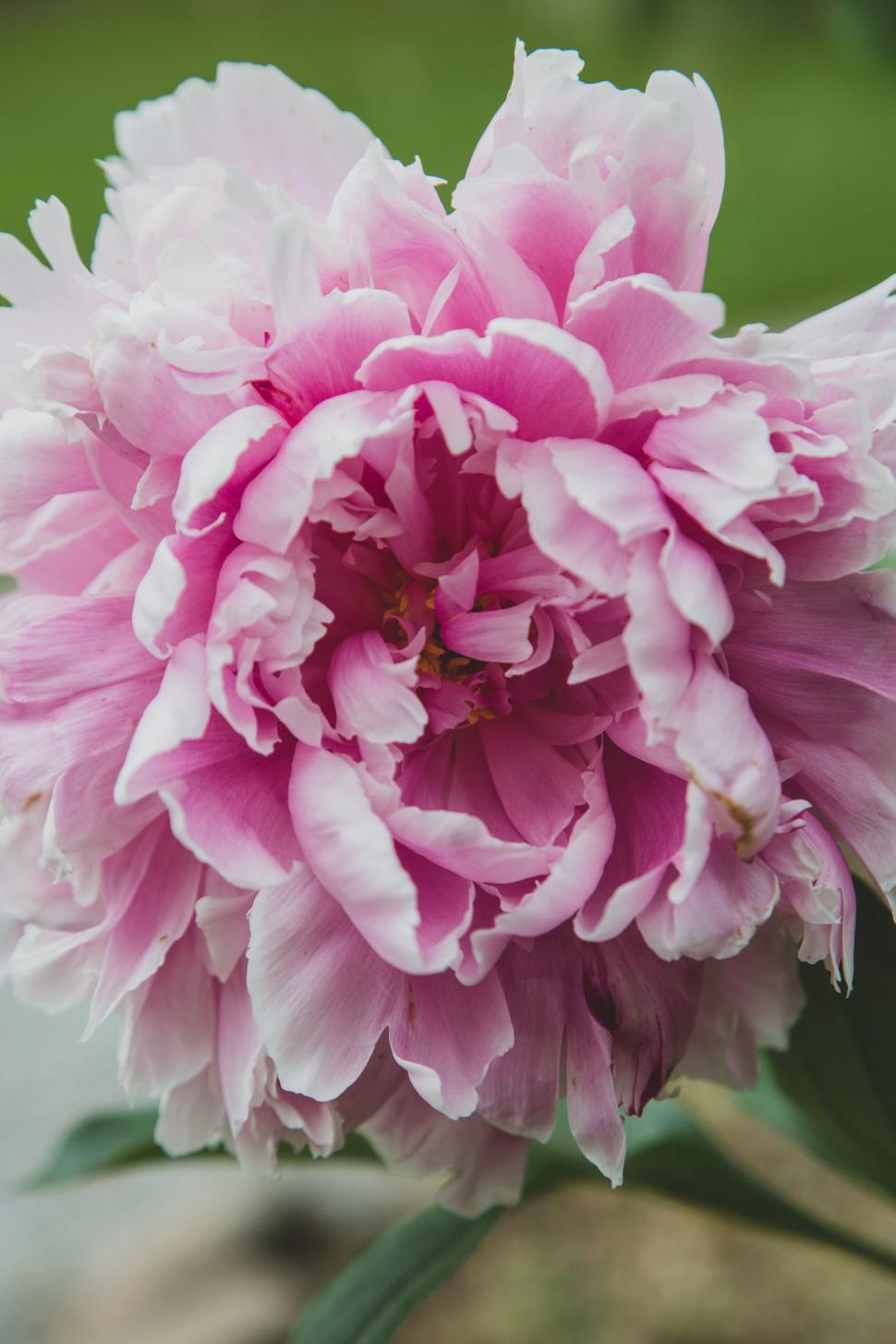Free Image of Close-up of a vibrant pink peony in full bloom 