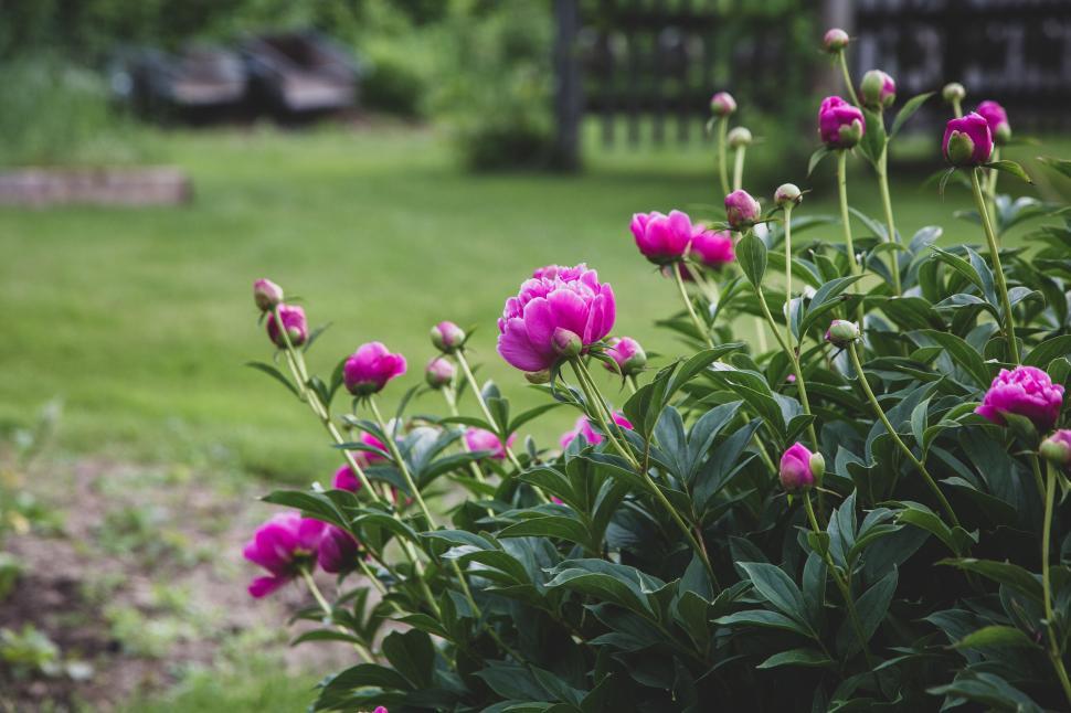 Free Image of Bush of pink peonies in a garden setting landscape 