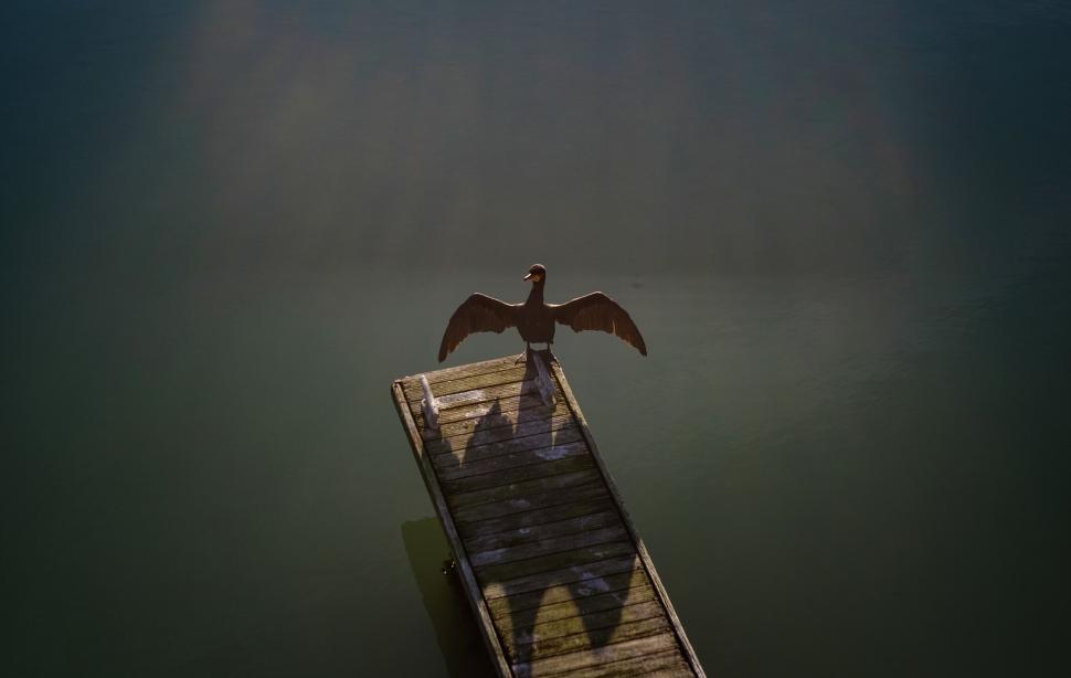 Free Image of Bird spreading wings on pier in calm water scene. 