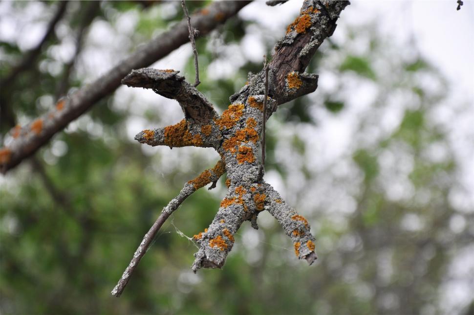 Free Image of Lichen-covered branch with green blurred background 