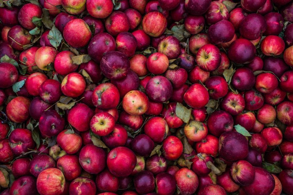 Free Image of Piled up ripe red apples with leaves interspersed among them. 
