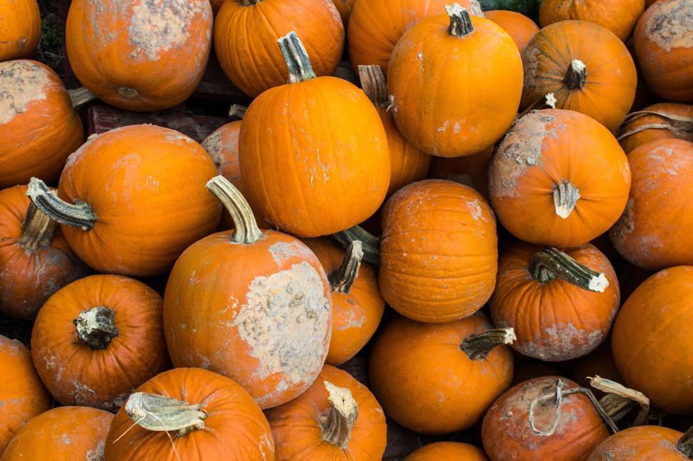 Free Image of Multiple pumpkins with visible textures and imperfections. 
