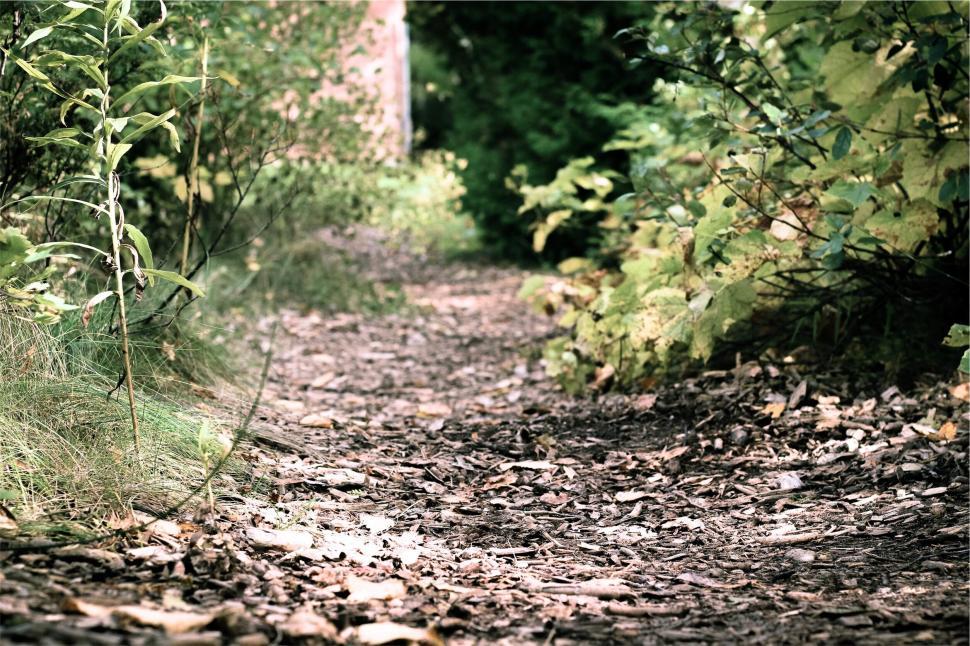 Free Image of Leaf-covered forest path leading to an unknown destination 