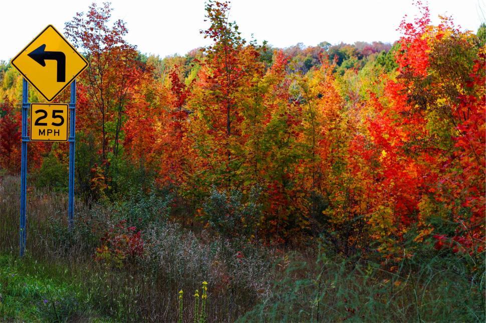 Free Image of Autumn forest with road sign and colorful leaves view 