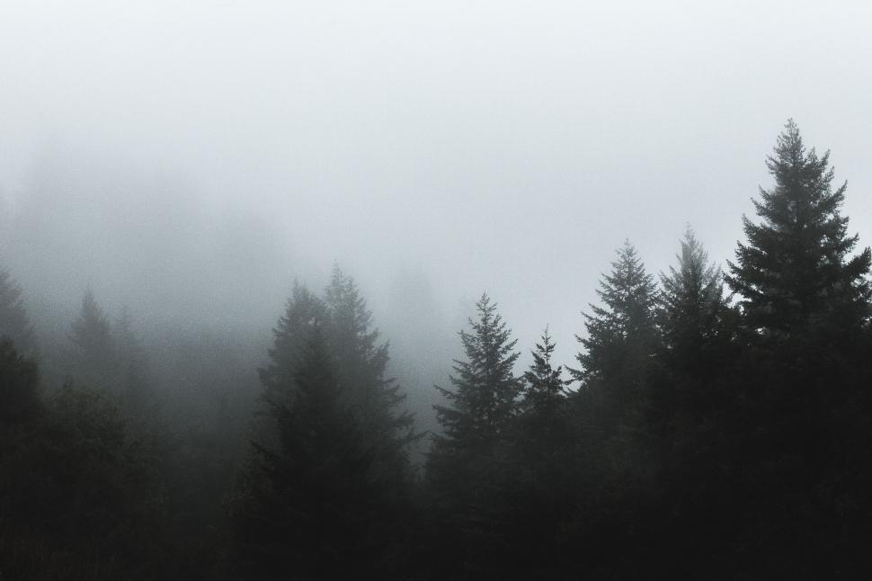 Free Image of Foggy forest with towering trees in a misty atmosphere. 