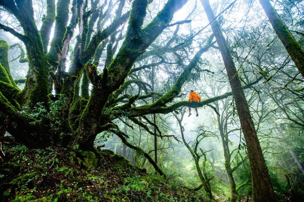 Free Image of Person sitting on a moss-covered tree branch in forest 
