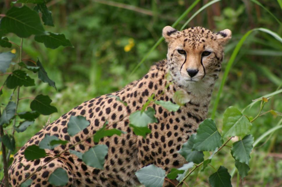 Free Image of CHEETAH 