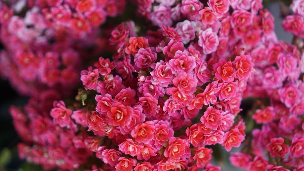 Free Image of Close-up of vibrant pink clustered flowers. 