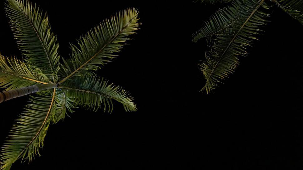 Free Image of Palm trees against the night sky in tropical setting. 