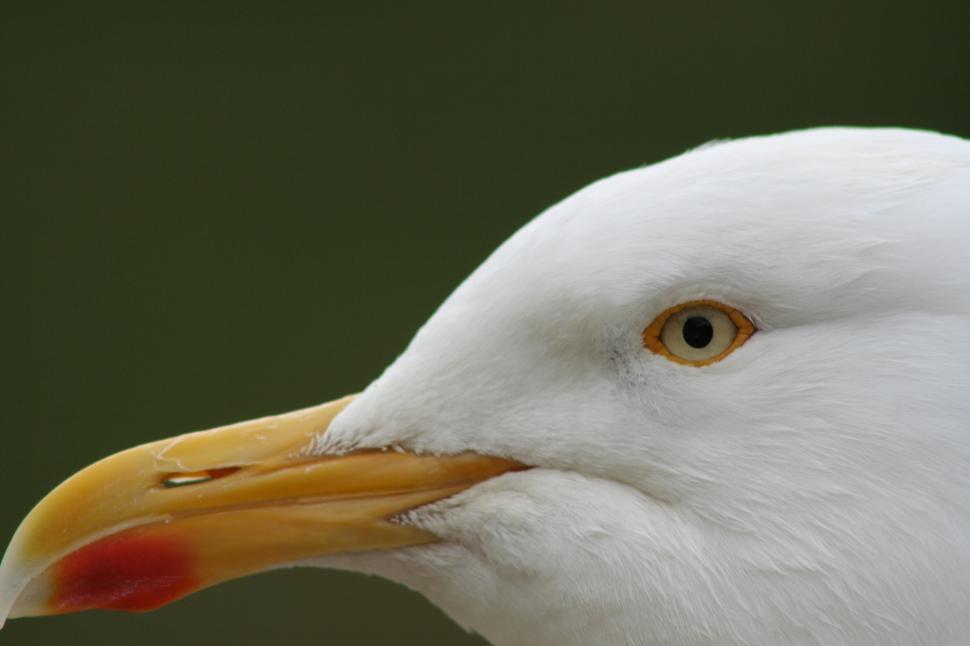 Free Image of GULL HEAD 