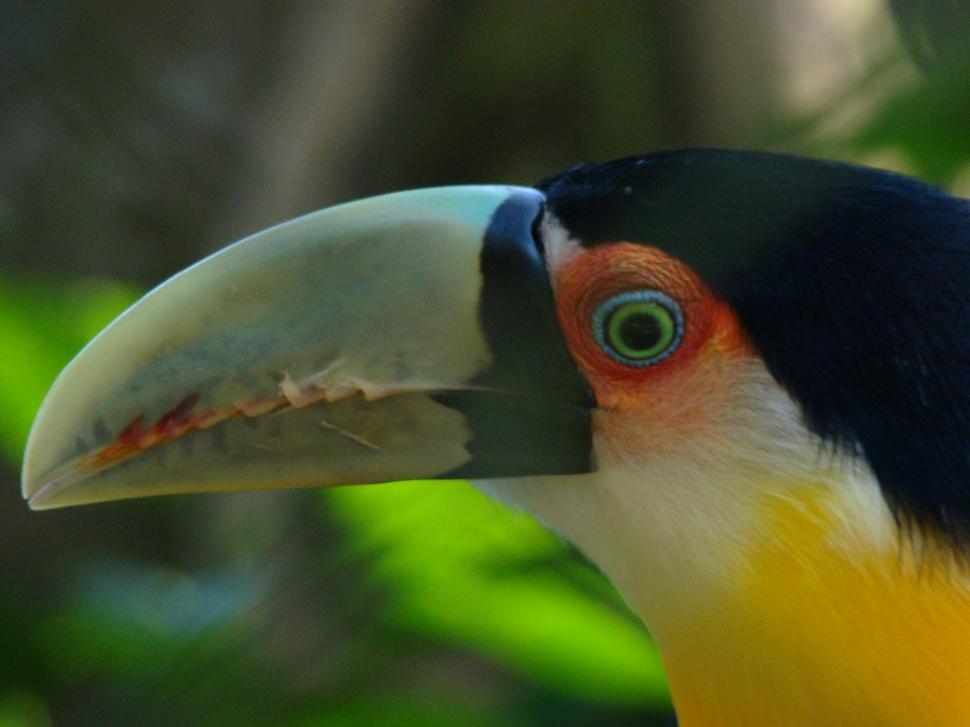 Free Image of Tucano head 