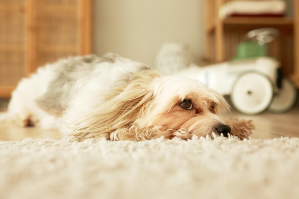 Free Image of Portrait of bored dog missing its owners lying on carpet on floor in living room, listening different noses outside attentively, looking aside with hope and trust. Domestic animals and its lifestyle 
