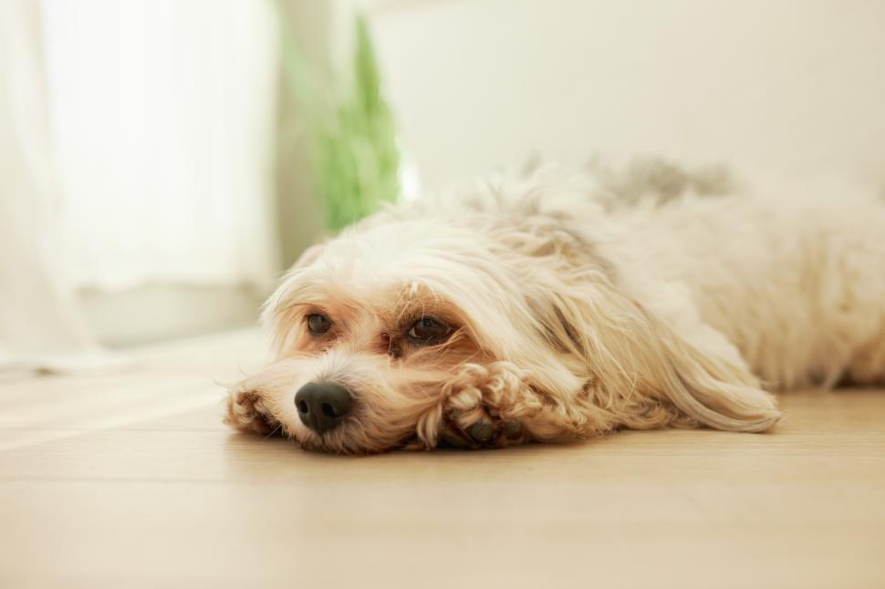 Free Image of Indoor portrait of sad exhausted chinese crested dog feeling bad missing its owners, lying on floor on front paws, waiting for people to come back home. Lifestyle of domestic animals 