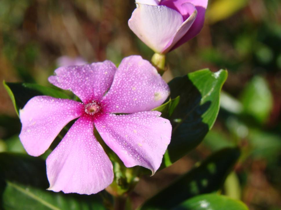 Free Image of Garden flower 