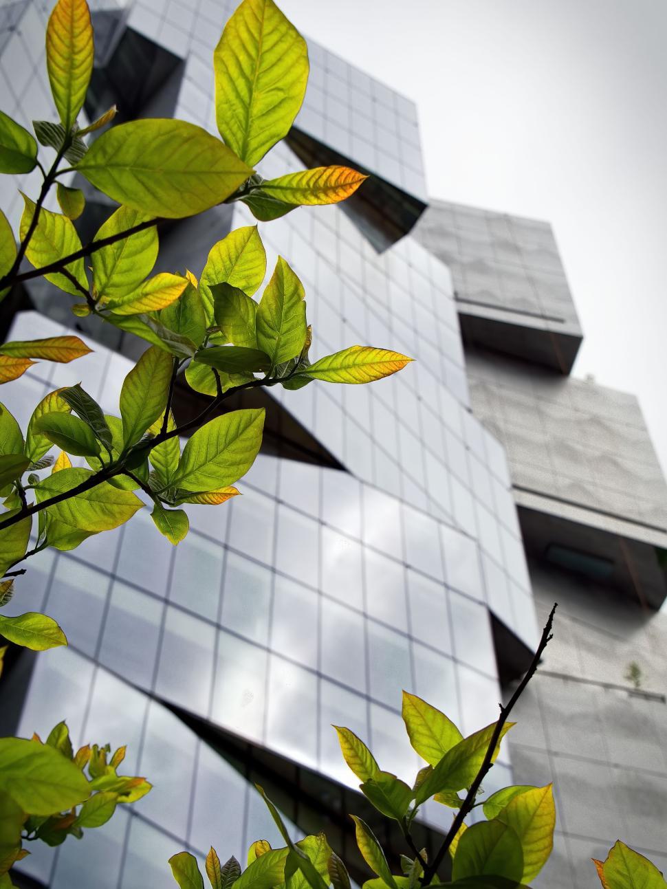 Free Image of Branch With Green Leaves In Front Of Modern Building 