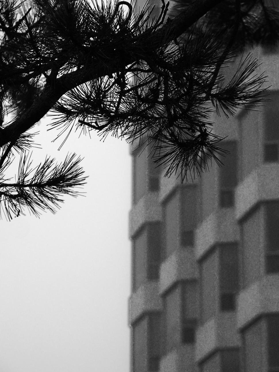 Free Image of Modern building obscured by tree branches in foggy mist. 