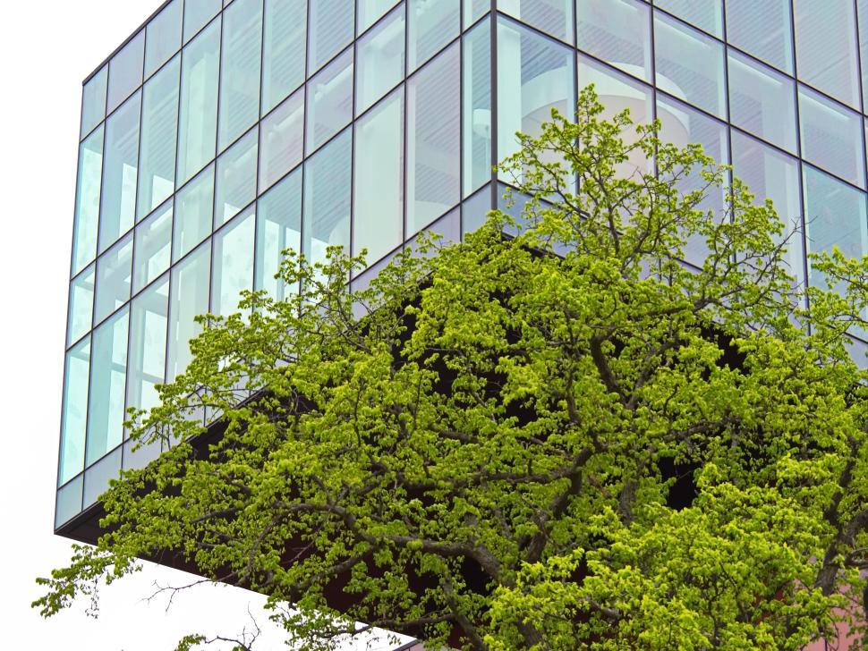 Free Image of Modern glass building with tree partially obscuring view. 