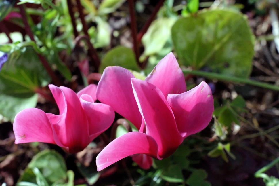 Free Image of Small flower 