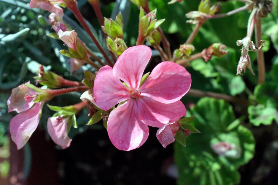Free Image of Small flower 