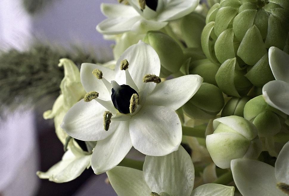 Free Image of Small flower 