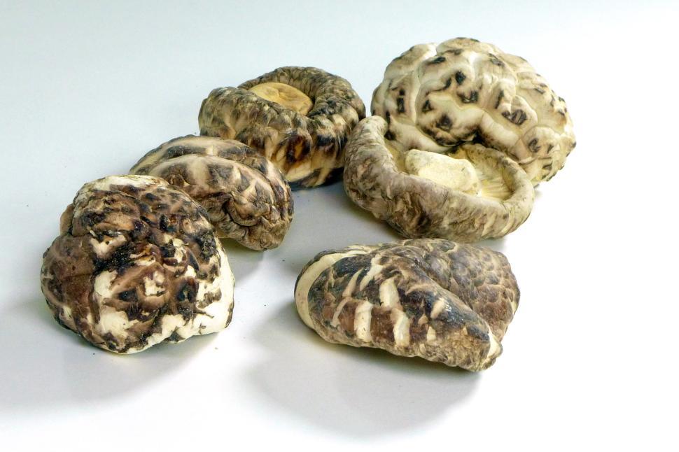 Free Image of Dry Shiitake Mushrooms Isolated on White 