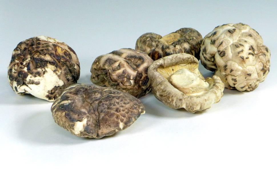 Free Image of Dried Shiitake Mushrooms - Isolated 