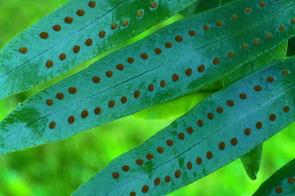 Free Image of Spores Closeup Fern Leaf 