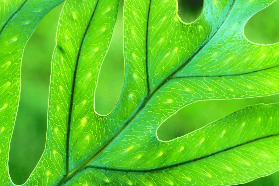 Free Image of Fern Leaf Closeup 