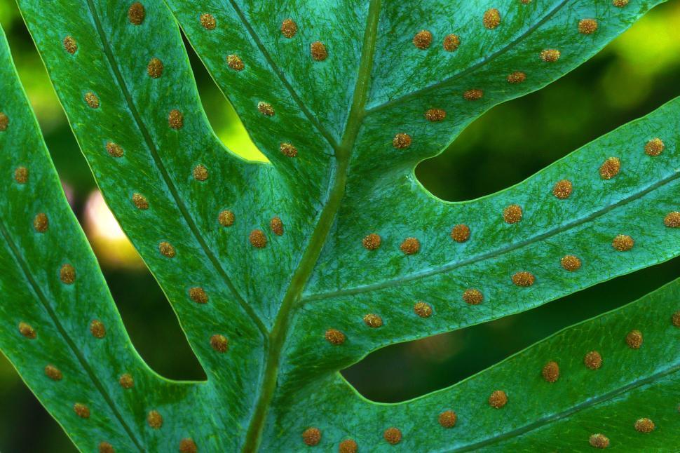 Free Image of Fern Spores Detail 