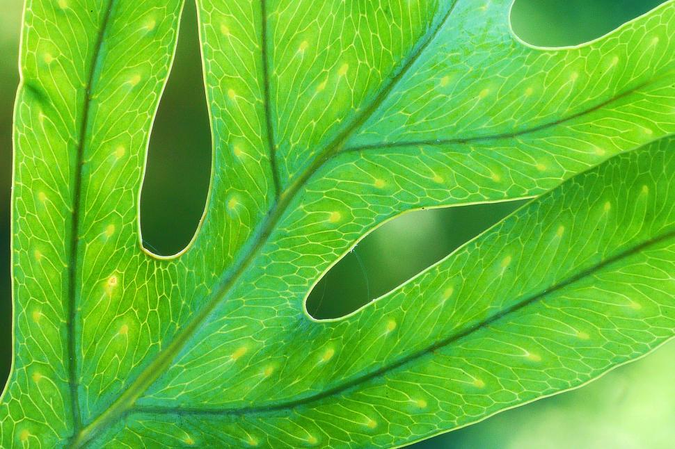 Free Image of Closeup Fern Leaf 