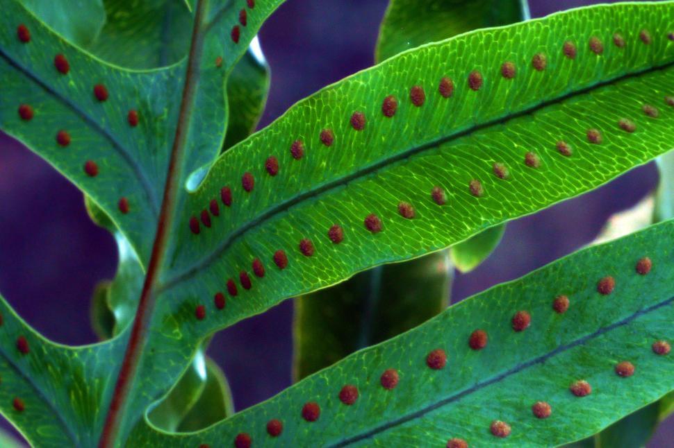 Free Image of Spores Closeup Fern Leaf 