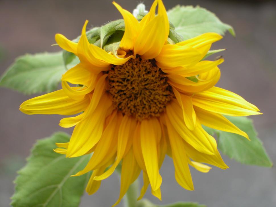 Free Image of yellos flowers 