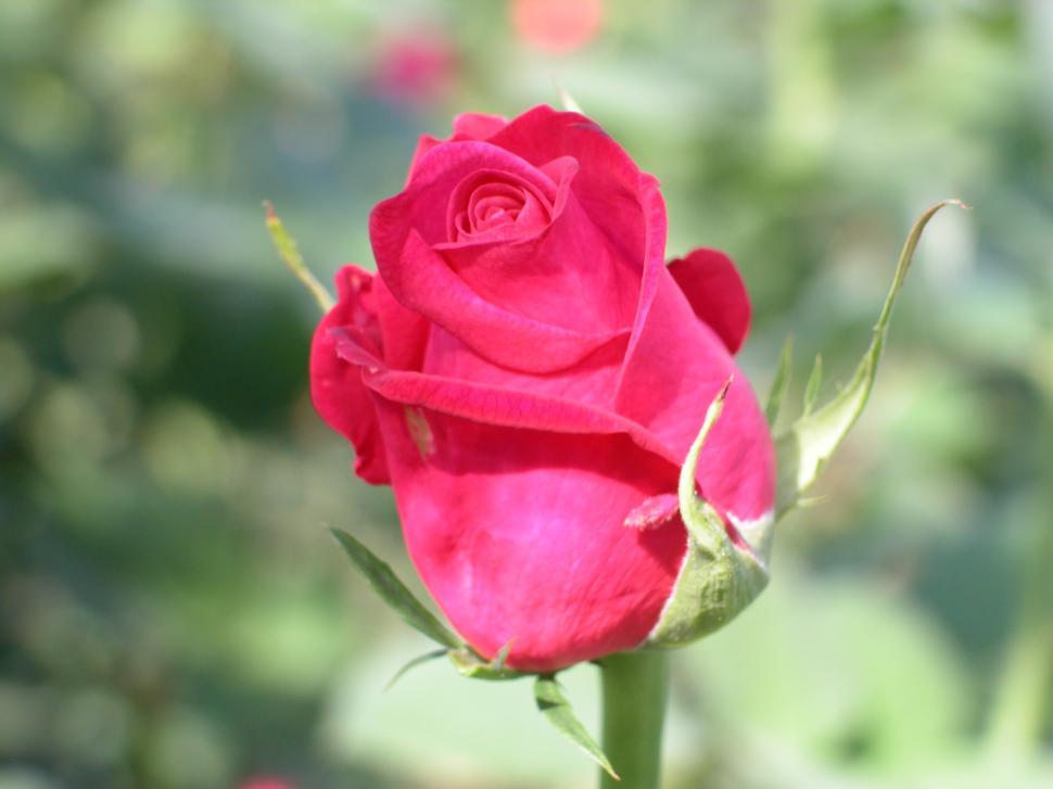 Free Image of rose, orange, macro, flower 