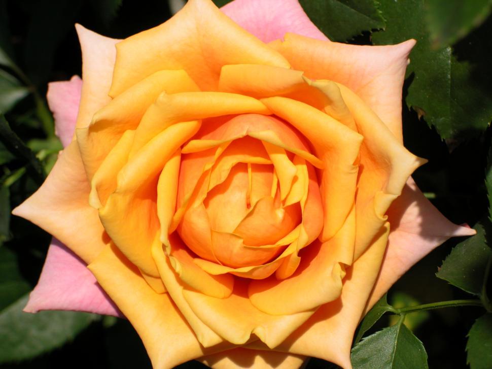 Free Image of rose, orange, macro, flower 