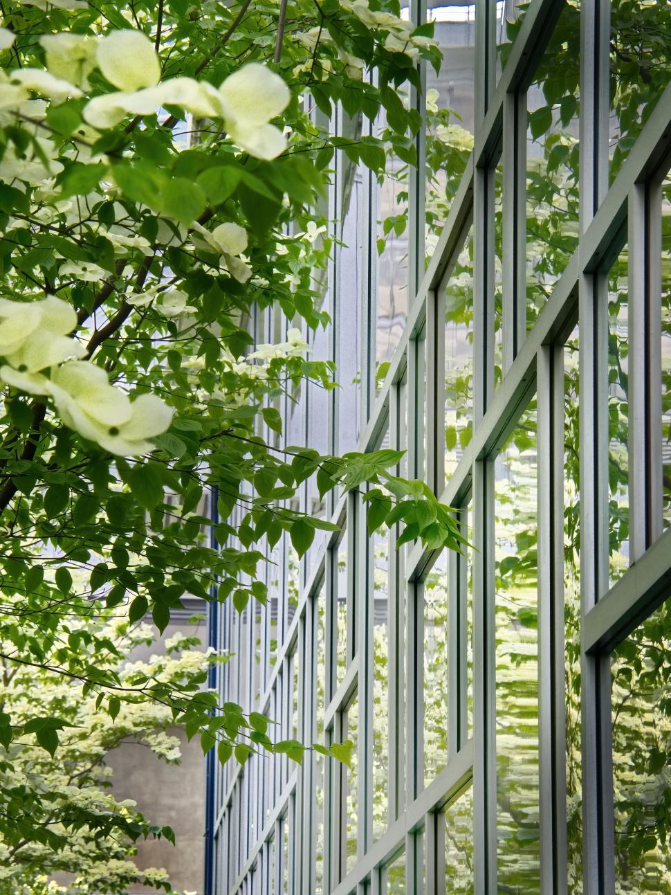 Free Image of Green foliage reflected in modern glass building facade 