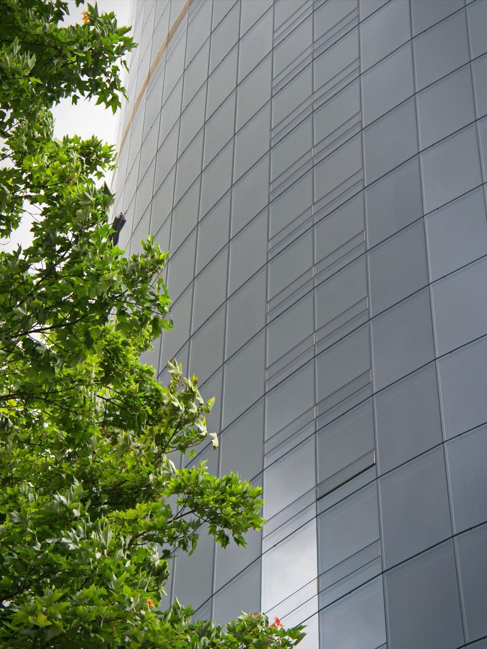Free Image of Modern skyscraper with lush green tree in the foreground 