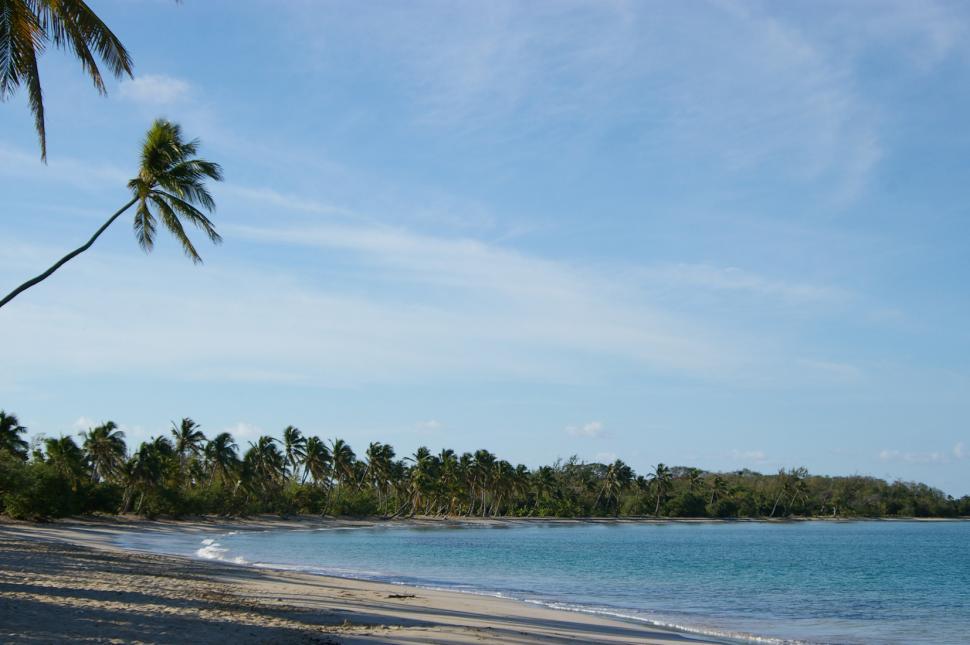 Free Image of Palm Tree on Beach With Blue Water 